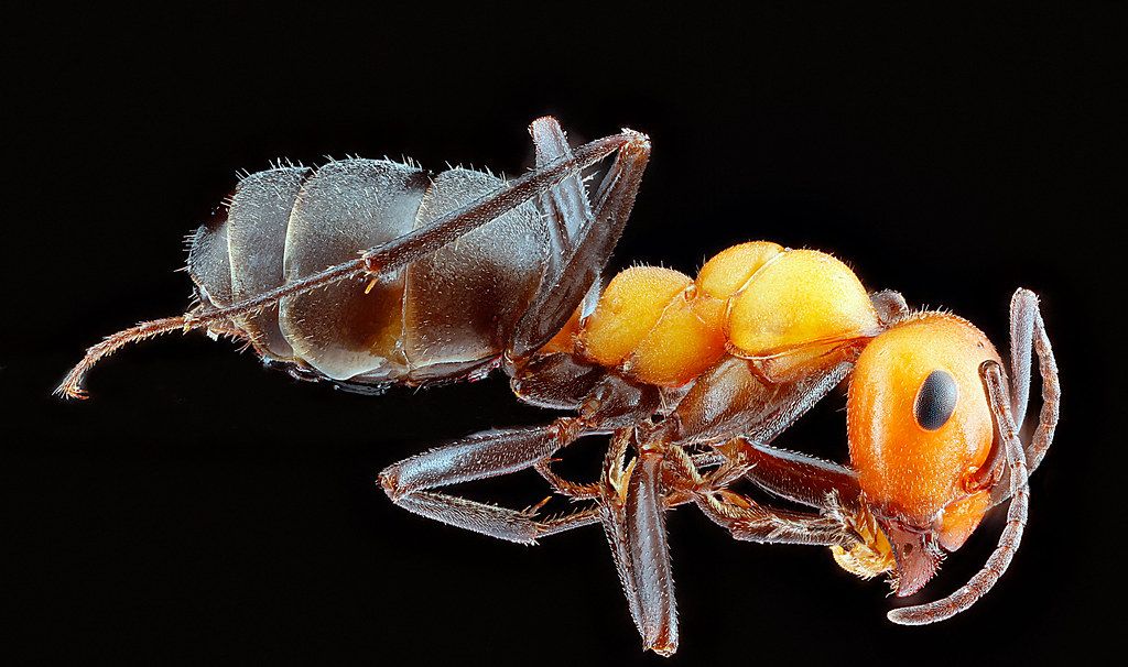 Ant Control service in San Jacinto, CA