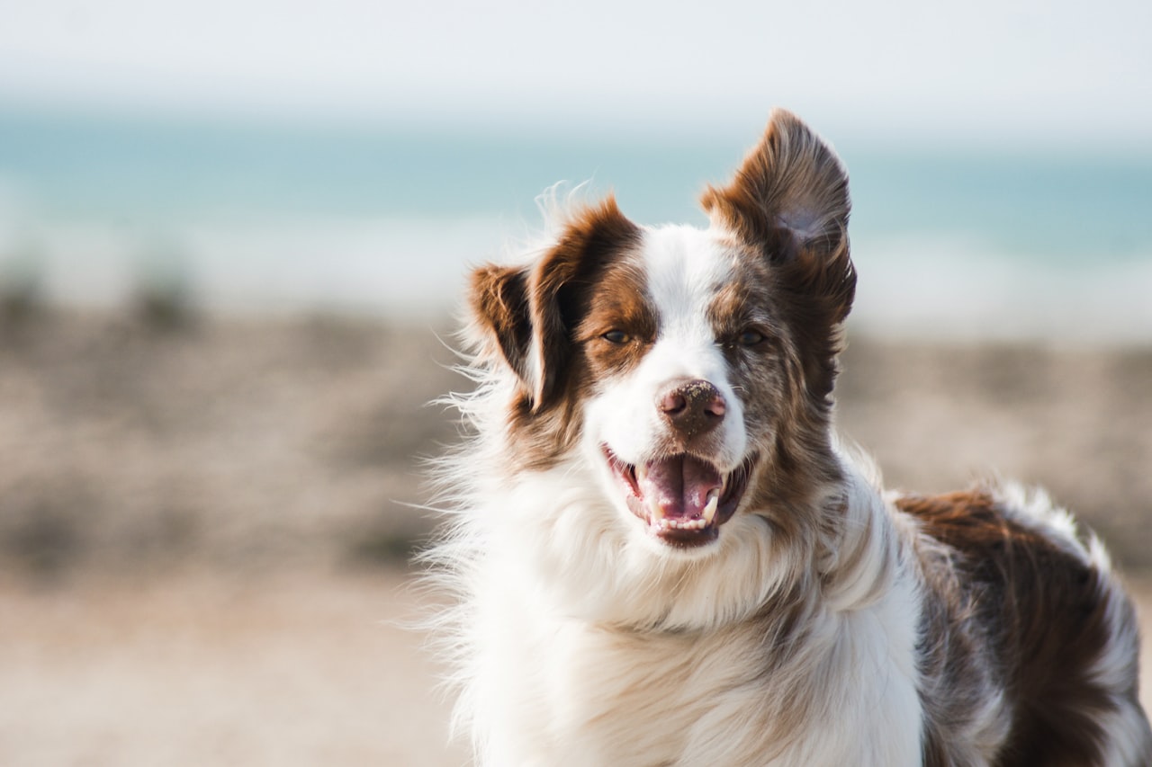 Flea & Tick Control service in San Jacinto, CA