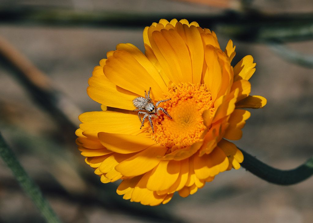 Spider Control service in San Jacinto, CA